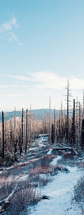 Nature Patterns
